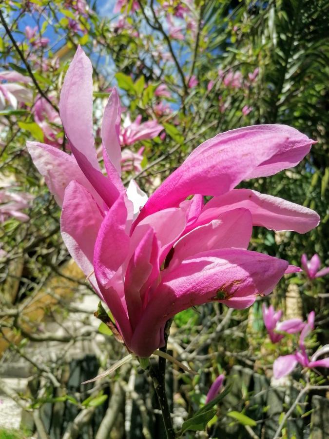 מורלה Guest House Dans Jardin Exotique Proche D'Une Voie Verte מראה חיצוני תמונה